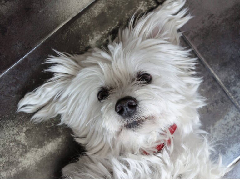 7 tipos de bichón