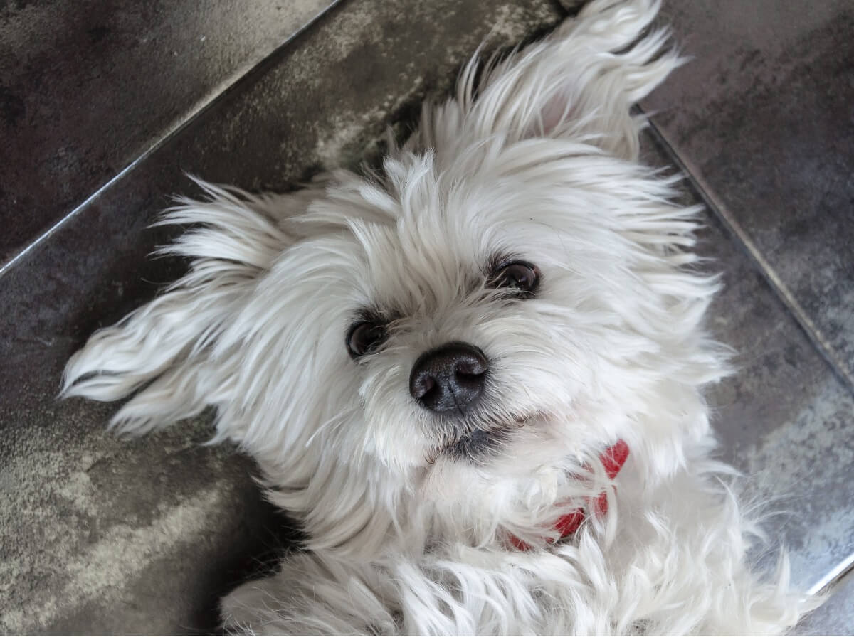 Las diferencias entre westie y bichón maltés son múltiples.