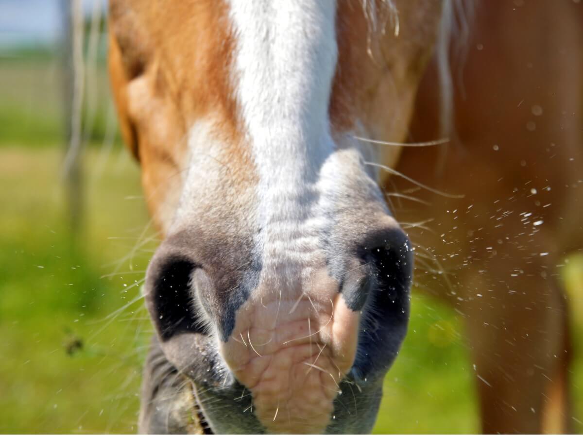 Rhinopneumonitis bei Pferden - Nahaufnahme eines niesenden Pferdes