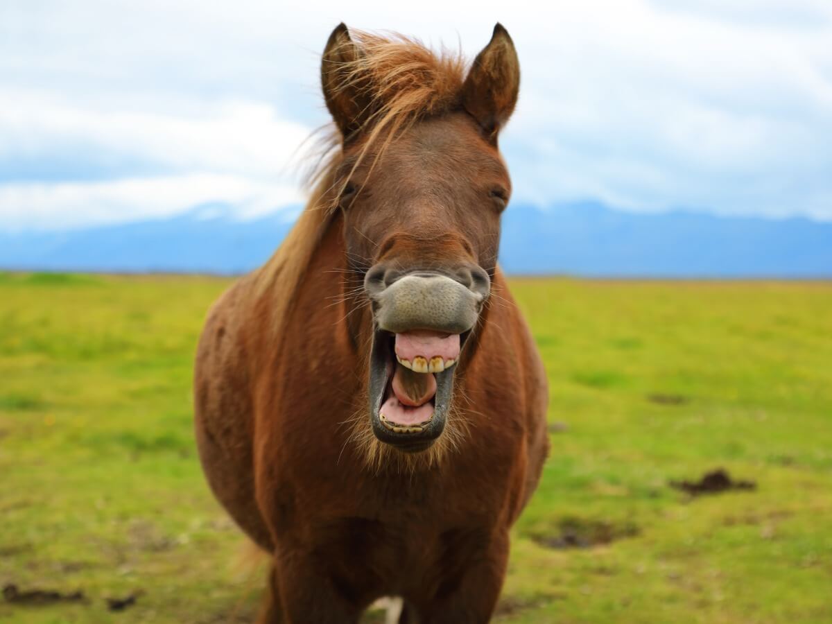 Un cheval hennissant en souriant.