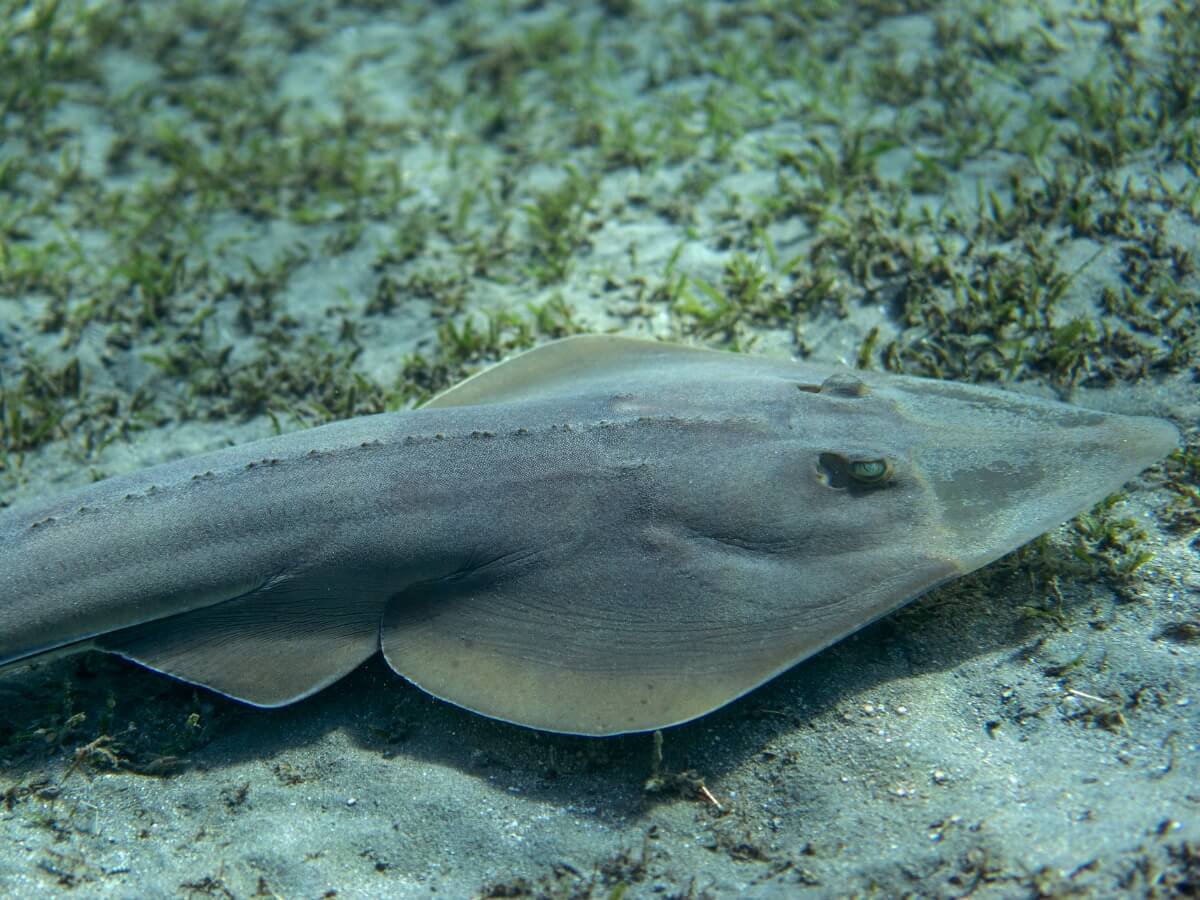 La cabeza de un pez guitarra.