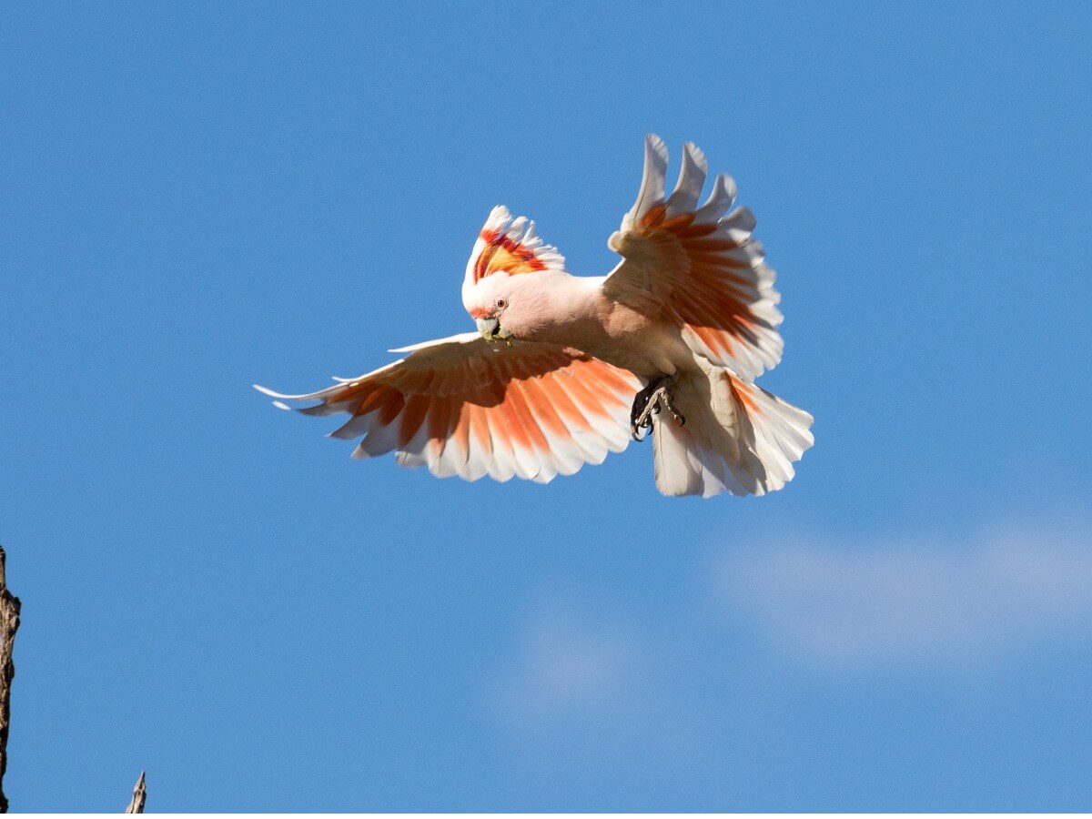 An Inca cockatoo flies over the blue sky.
