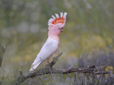 Cacatúa inca: hábitat y características