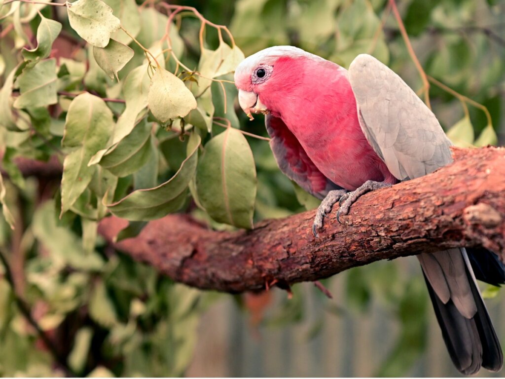 Una cacatúa rosada sobre un árbol