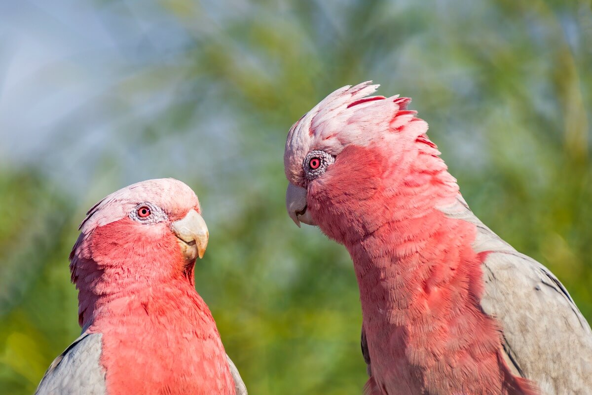 A pair of pink cockatoos.