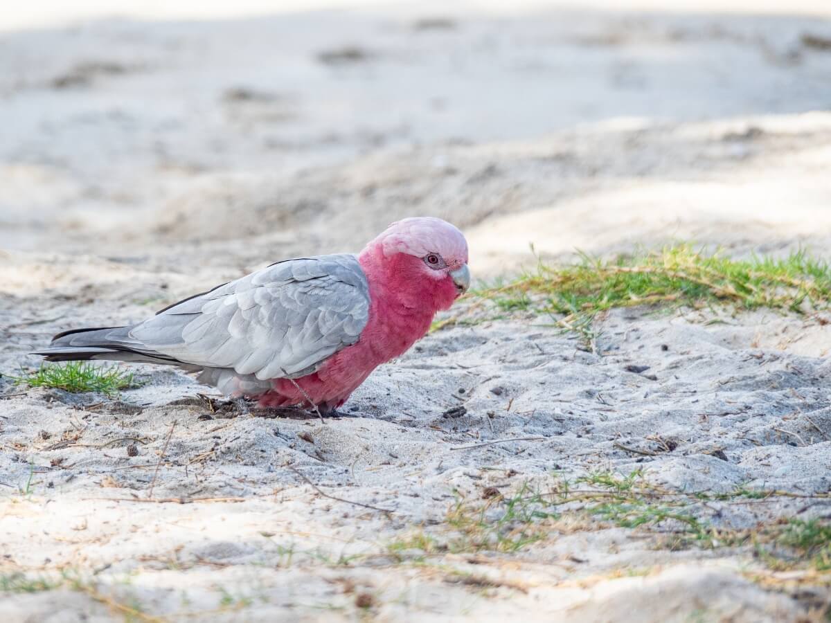 Una cacatúa rosada en un patio trasero.