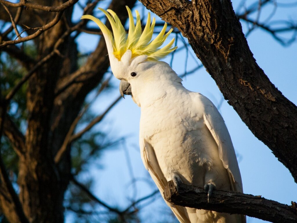 Una cacatúa con la cresta en alto.