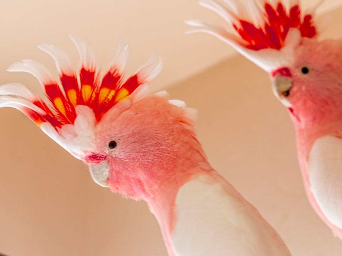 2 Inca cockatoos.