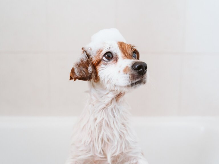 Primer baño del cachorro: ¿cuándo y cómo hacerlo?