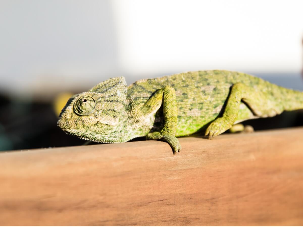 The eyes of a common chameleon.