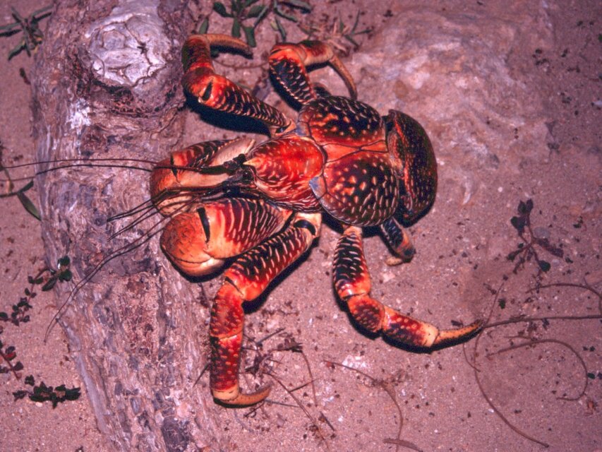 Cangrejo cocotero hábitat y características Mis Animales