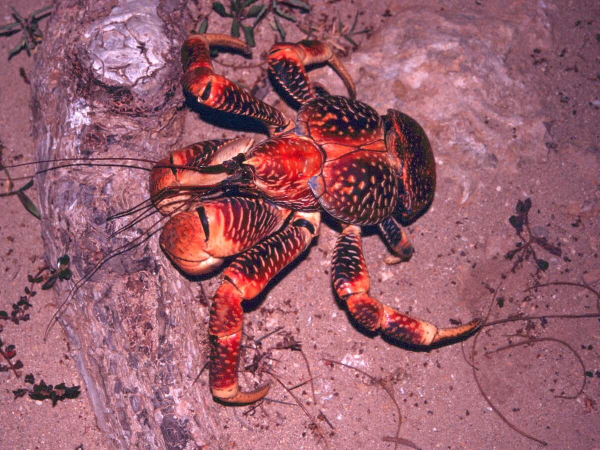 Un granchio nella notte