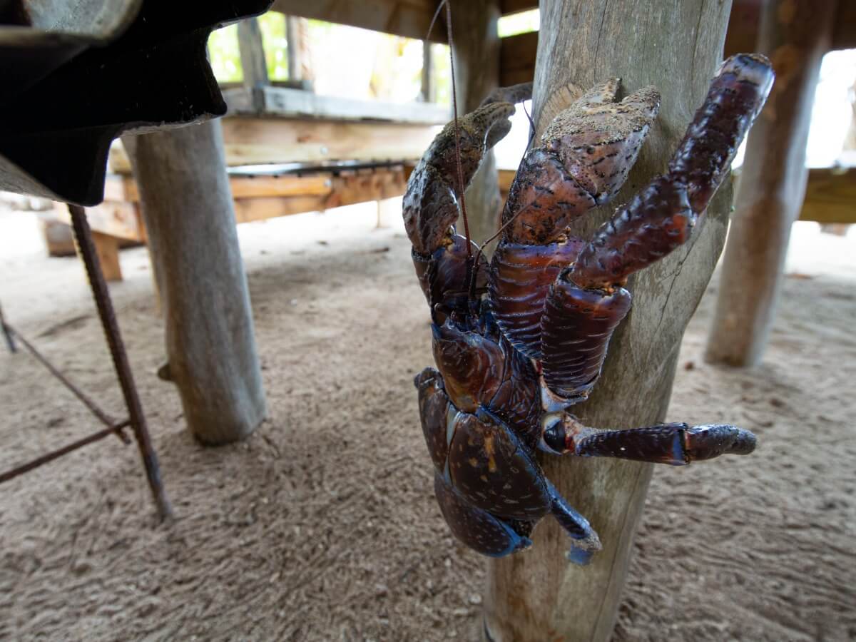 Un cangrejo de los cocoteros.