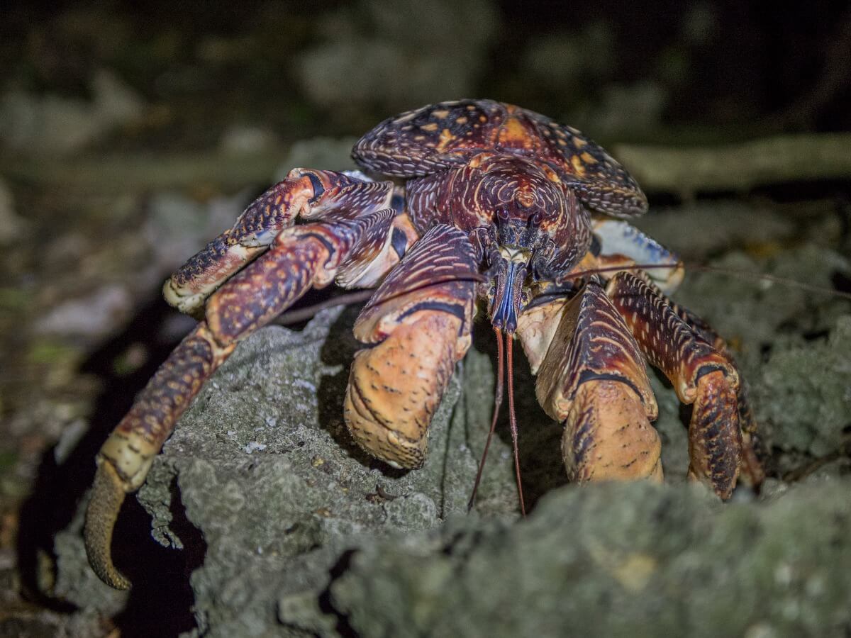 Un cangrejo cocotero en la noche.