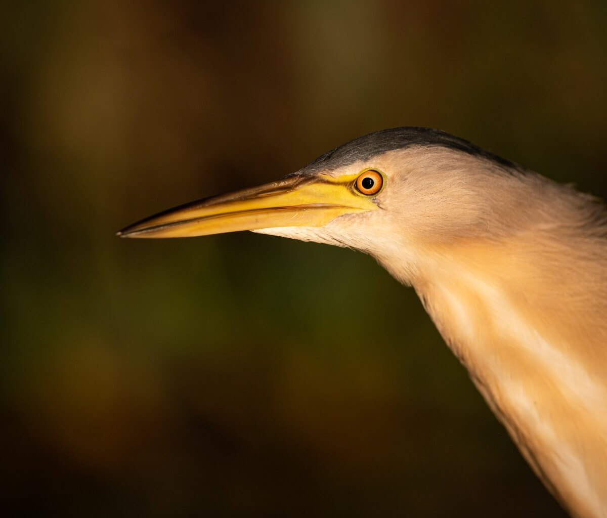 küçük balaban suratı