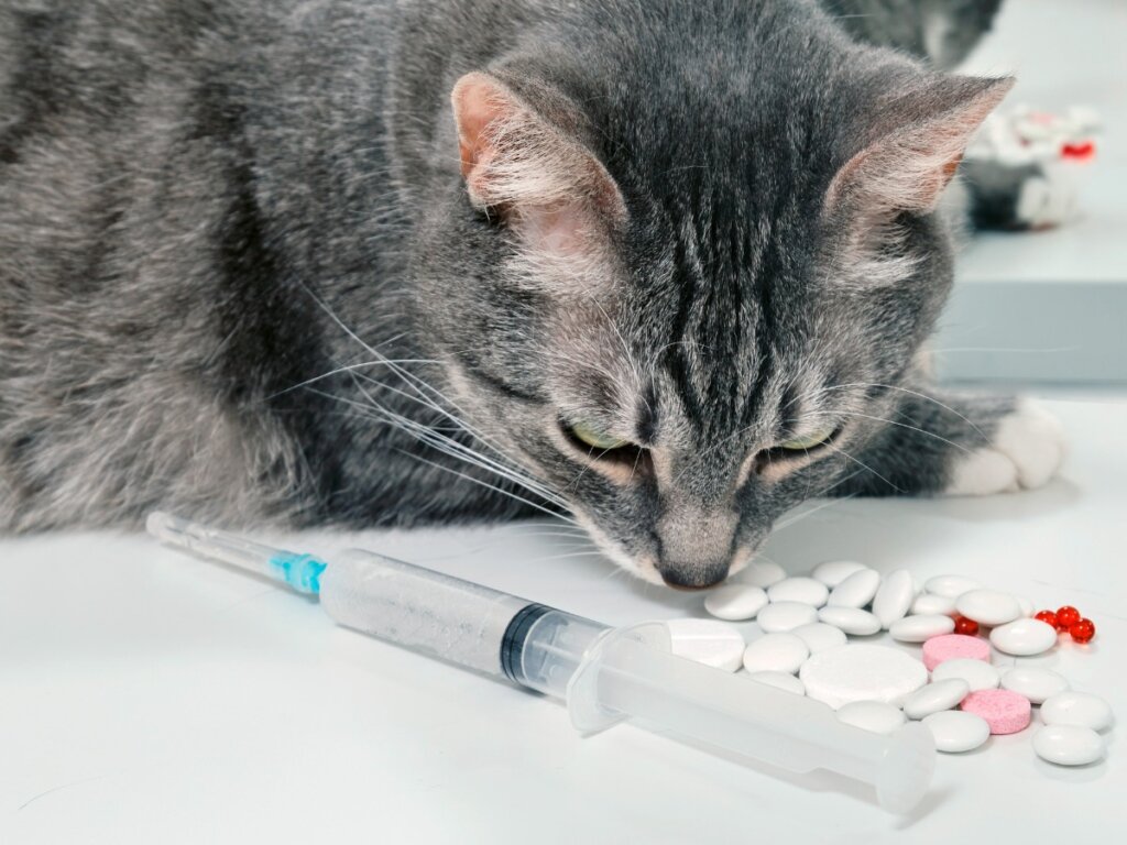 Un ejemplo de la cefalexina para gatos.