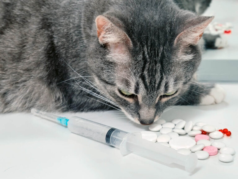 Cefalexina para gatos: usos y efectos secundarios