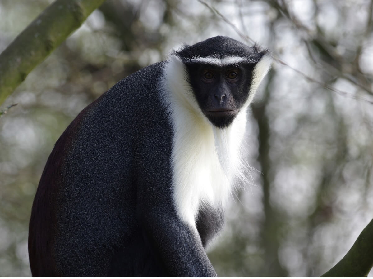 Eine der extrem vom Aussterben bedrohten Primatenarten - Cercopithecus roloway