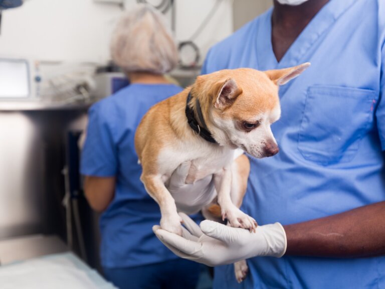 Enfermedades más comunes en perros chihuahua