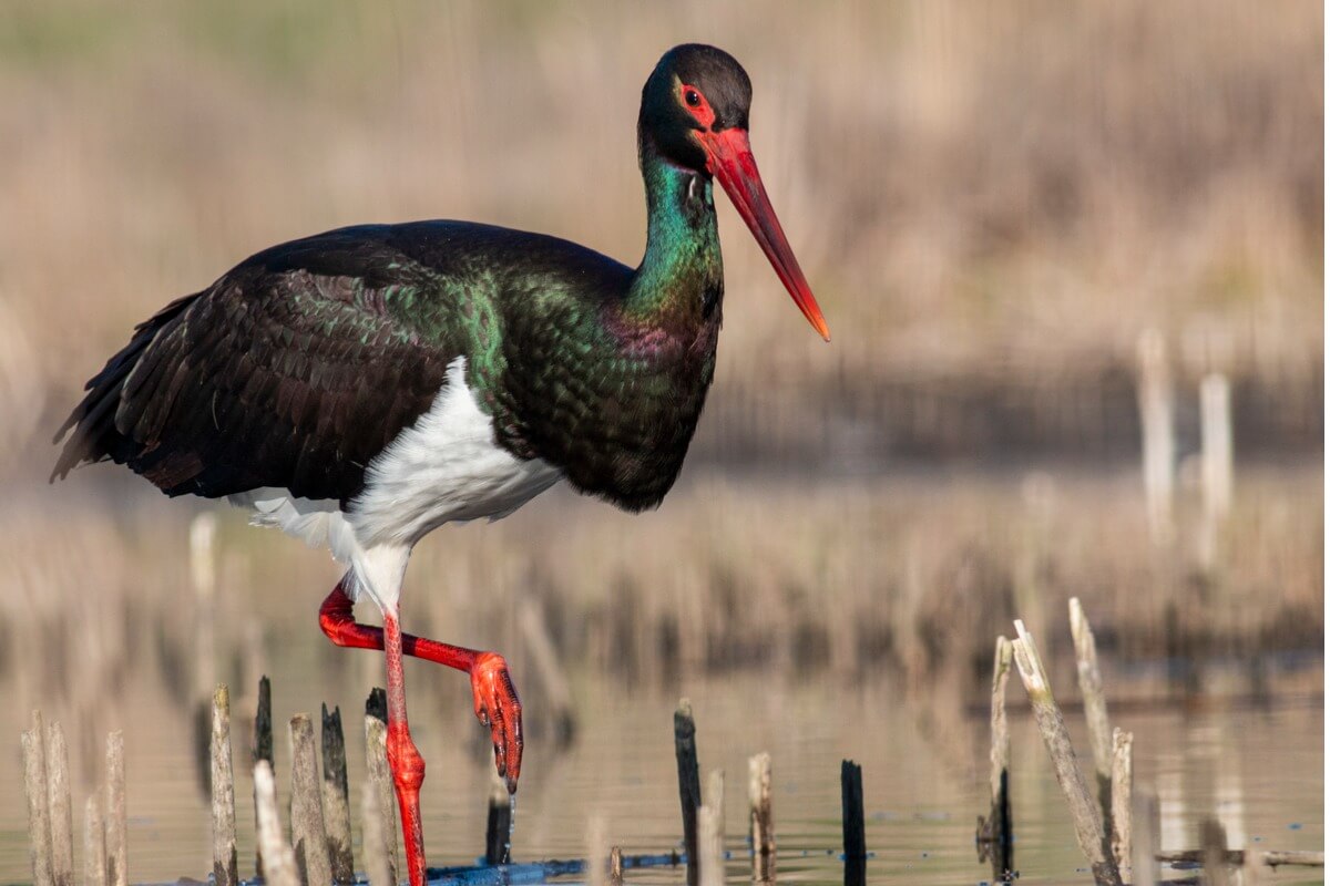 A black stork in a wetland.