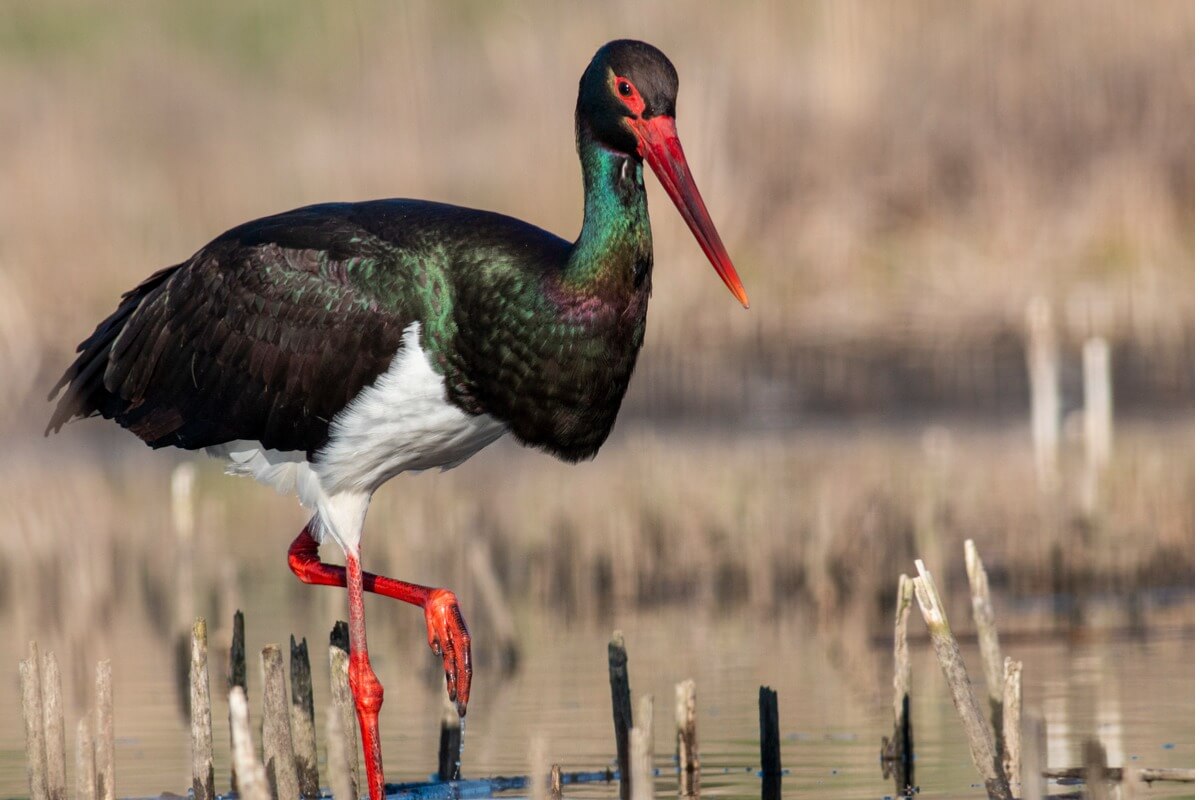 11 endangered animals in Spain