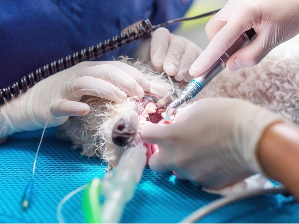 A surgery that seeks to treat a cleft palate in dogs.
