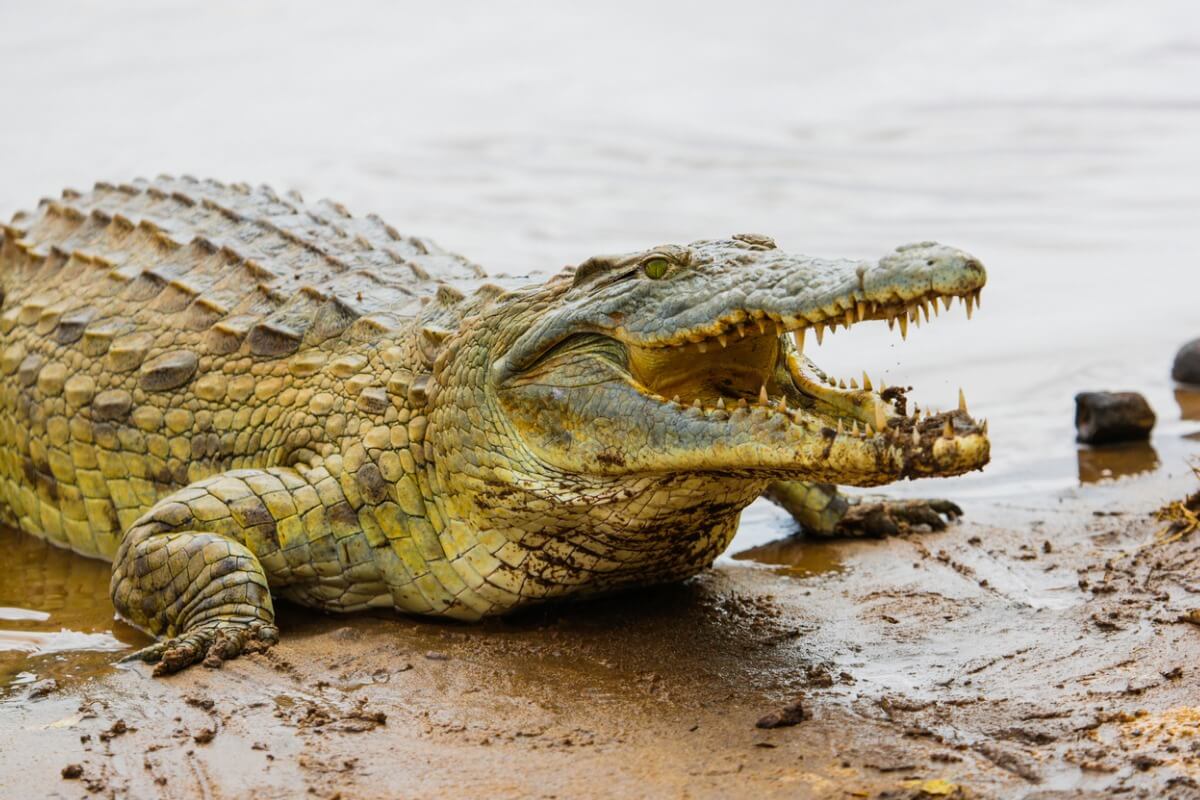A crocodile on the beach.