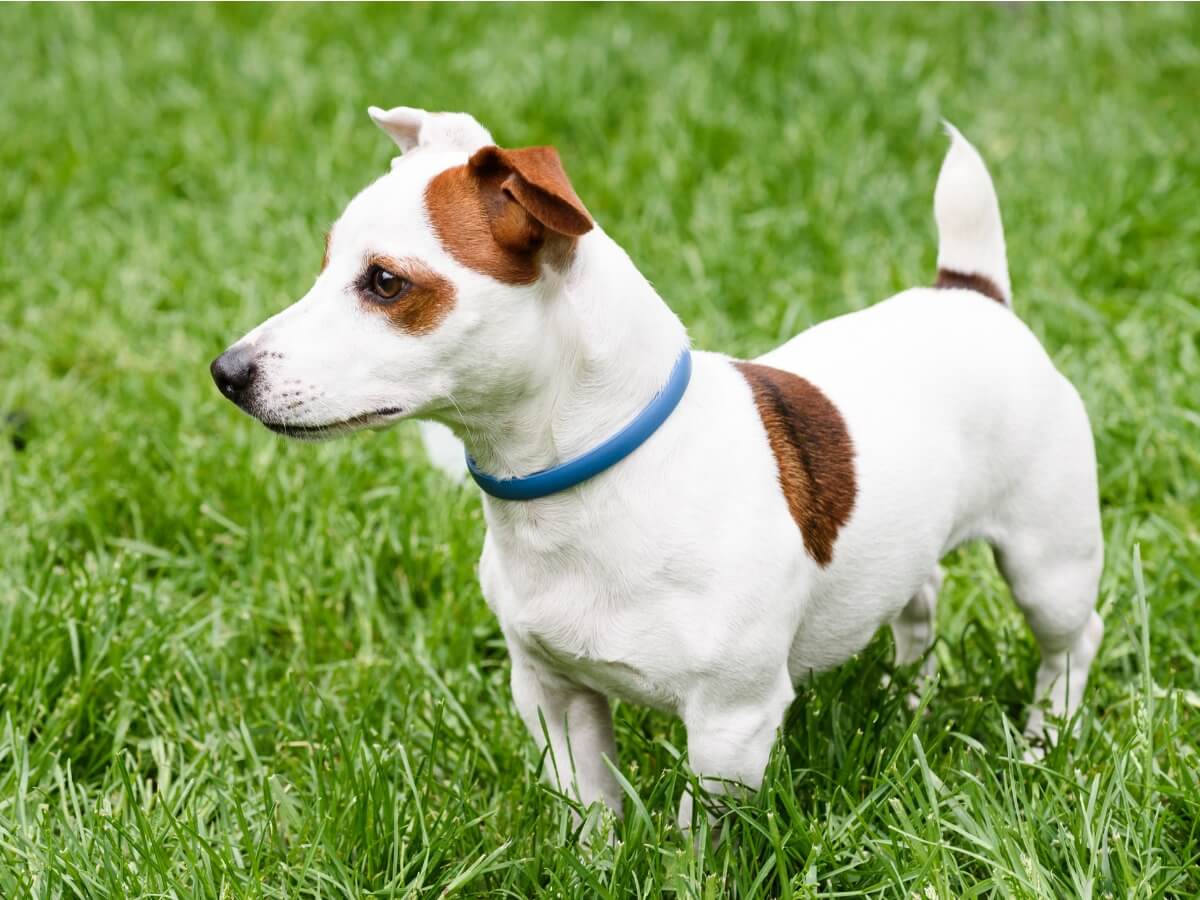 Un collar antiparasitario para perros.