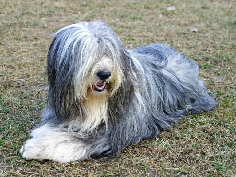 9 razas de perros grises