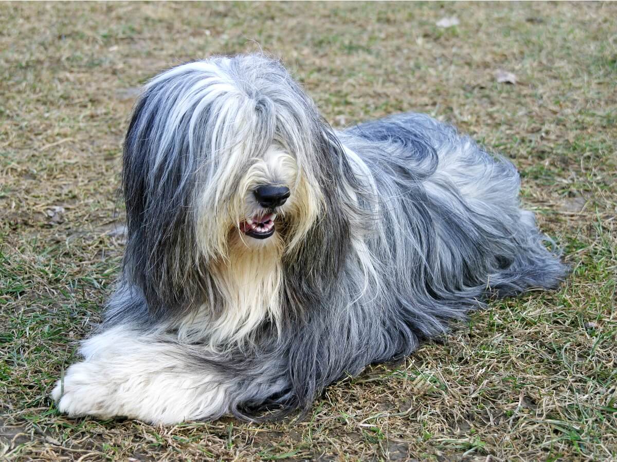 A bearded collie on the ground.
