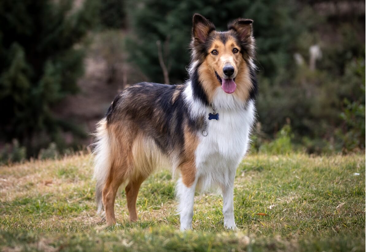 A rough collie in the field.