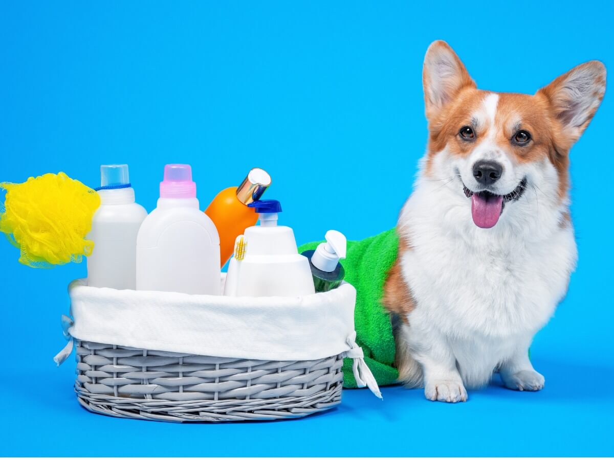 Un Corgi en la hora del baño.