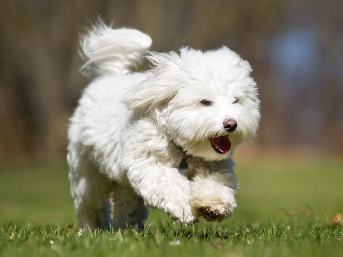 Le coton Tulear, un des petits chiens blancs.