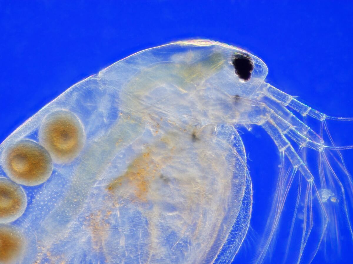 Una daphnia sobre un fondo azul. Estos crustáceos siguen la reproducción alternante.