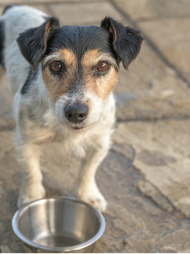 enjuague deshonesto católico 10 síntomas de desnutrición en perros - Mis Animales