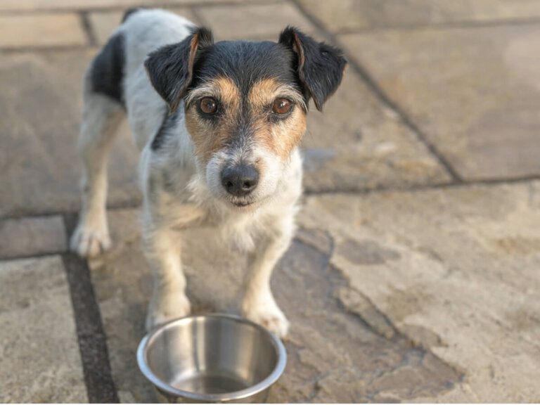 10 síntomas de desnutrición en perros