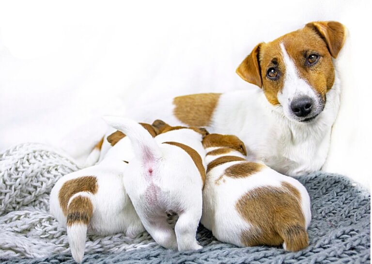 5 claves para el destete de perritos
