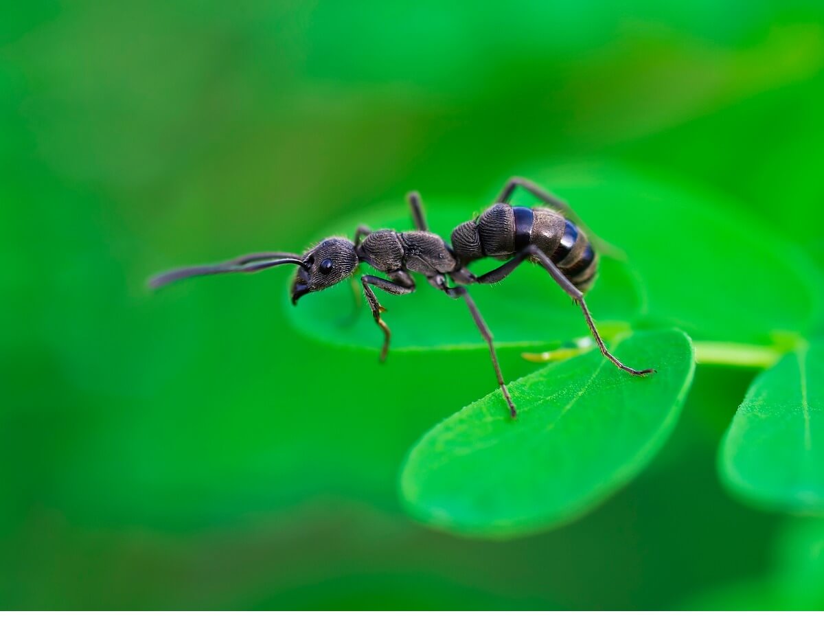 Une fourmi sur une feuille.