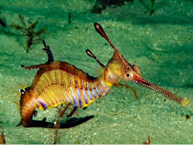 Dragón marino: hábitat y características