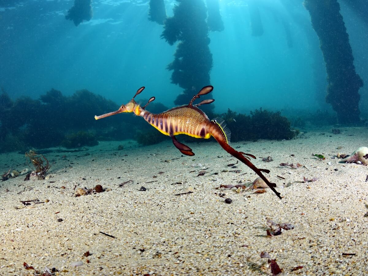 Un dragón marino en un arrecife.