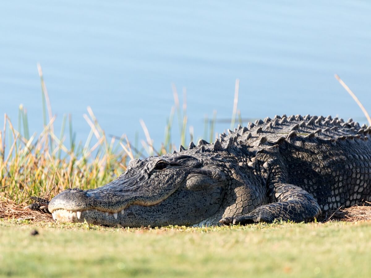 Ett exemplar av en amerikansk alligator.