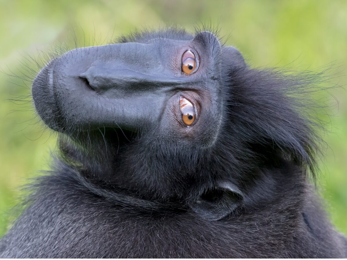 Die vom Aussterben bedrohten Primaten -Macacca nigra schaut in die Kamera.