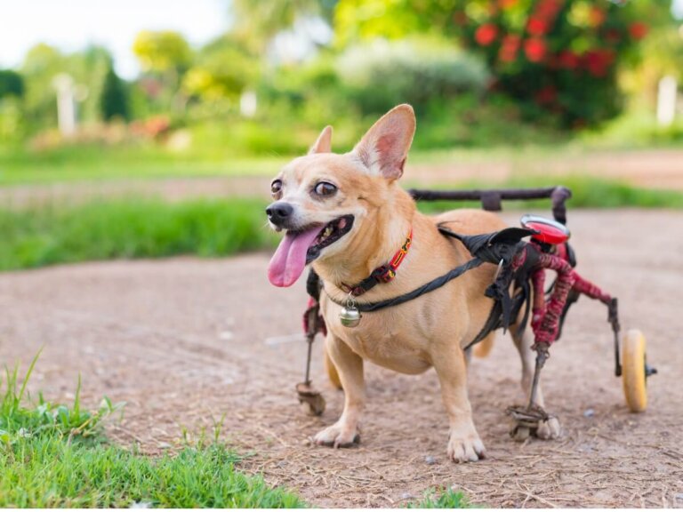 Ortopedia para perros: todo lo que necesitas saber