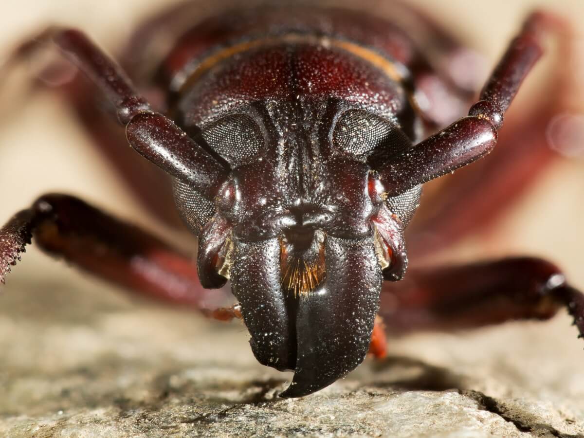 Uno scarabeo, di insetti che si nutrono di legno.