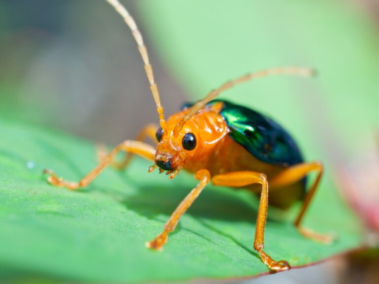 Escarabajo bombardero: hábitat y características