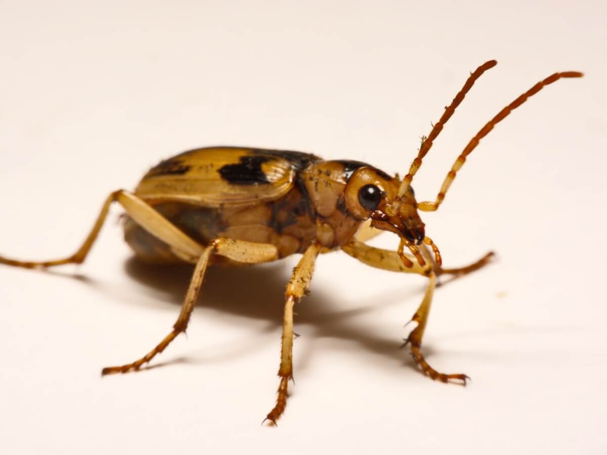 Un escarabajo bombardero en un fondo blanco.