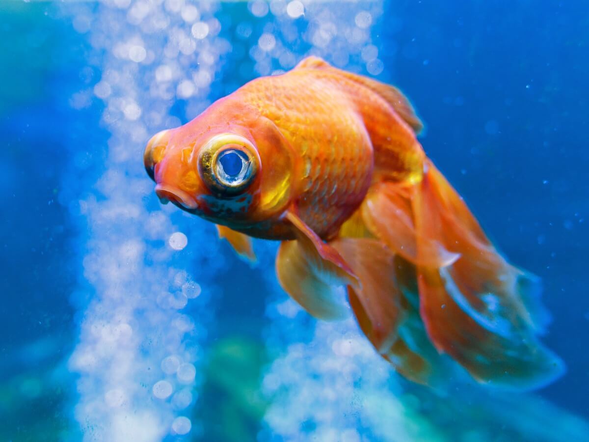 Un ejemplo de la exoftalmia en peces.