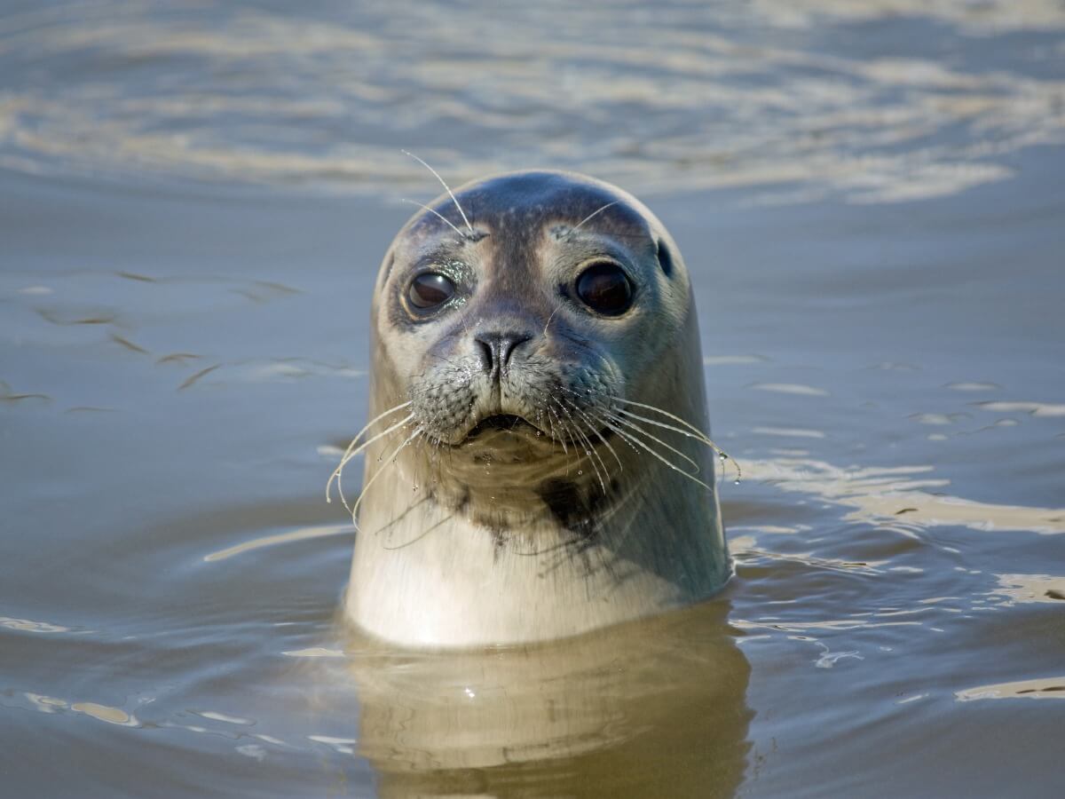 Hay muchas especies de focas en peligro de extinción.