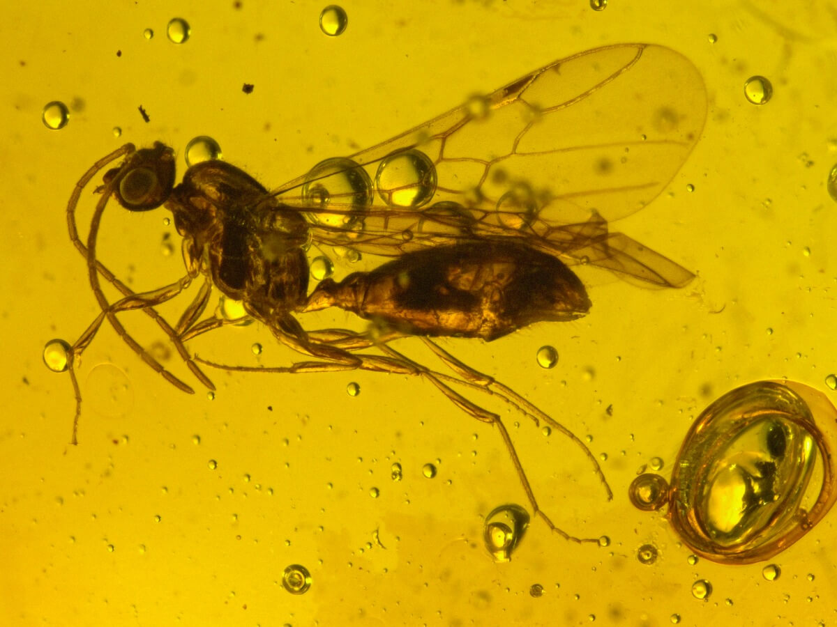 An ancient hymenopteran preserved in amber.