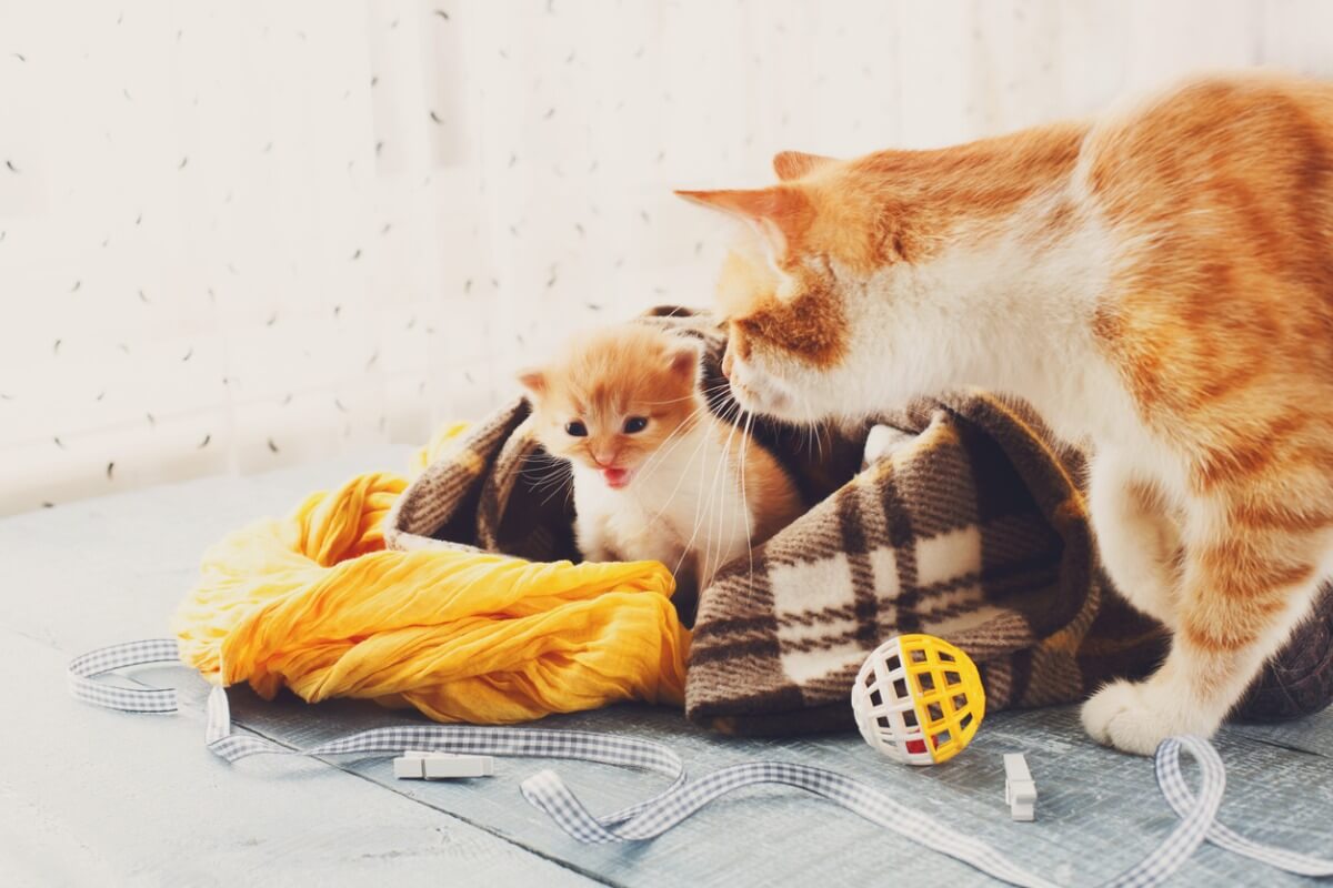 Uma gata com seu filhote.